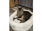 Adopt Callie a Brown Tabby Manx / Mixed (short coat) cat in Sandy, OR (41377775)
