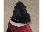 Adopt Petunia a Lap tiny girl a Black Shih Poo / Shiba Inu / Mixed dog in El