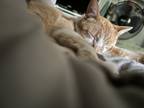 Adopt Carlisle a Orange or Red (Mostly) American Shorthair / Mixed (short coat)