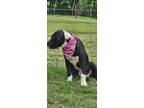 Adopt Sister a Black - with White Mutt / Mixed dog in Jacksonville
