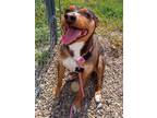 Adopt Champ a Brown/Chocolate Rat Terrier / Mixed dog in Carlinville