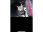 Adopt Mavis a Gray or Blue American Shorthair / Mixed (short coat) cat in