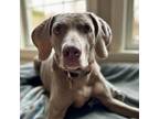 Adopt Grace a Gray/Blue/Silver/Salt & Pepper Weimaraner dog in Grand Haven