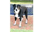 Adopt Colter a Black - with White Border Collie / Mixed dog in Escondido