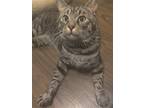 Adopt Miles a Brown Tabby Domestic Shorthair / Mixed (short coat) cat in Ball