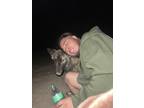 Adopt kuma a Brown/Chocolate - with Black Akita / Mixed dog in Houston