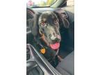 Adopt X a Black - with Tan, Yellow or Fawn Hovawart dog in Jacksonville