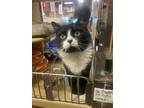 Adopt Valentina a Black & White or Tuxedo Domestic Mediumhair (medium coat) cat