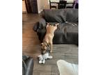 Adopt Leo a Tan/Yellow/Fawn Xoloitzcuintle/Mexican Hairless / Mixed dog in