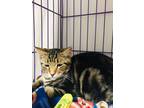 Adopt Bugger a Brown Tabby Domestic Shorthair / Mixed Breed (Medium) / Mixed