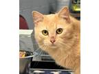 Adopt McGRIDDLE a Orange or Red Domestic Mediumhair (medium coat) cat in Pegram