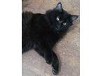 Adopt Teddy a All Black Maine Coon (medium coat) cat in Tiburon, CA (41377083)