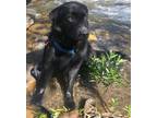 Adopt Mahomes a Black Flat-Coated Retriever / Labrador Retriever / Mixed dog in