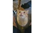 Adopt Dresden a Orange or Red Tabby Domestic Mediumhair / Mixed (medium coat)