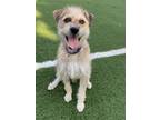 Adopt Daisy a Schnauzer (Standard) / Schnauzer (Miniature) / Mixed dog in