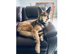 Adopt Milo a Red/Golden/Orange/Chestnut - with Black German Shepherd Dog / Mixed