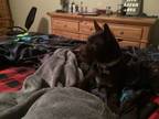 Adopt Paisley a Brown/Chocolate Fox Terrier (Wirehaired) / Labrador Retriever /