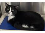 Adopt Mama Mia a All Black Domestic Shorthair / Mixed Breed (Medium) / Mixed