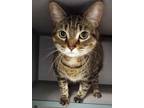 Adopt Zenia a All Black Domestic Shorthair / Mixed Breed (Medium) / Mixed (short