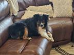 Adopt Blaze & Ruby a Black - with Tan, Yellow or Fawn Australian Shepherd /