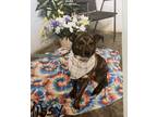 Adopt Missy a Brindle - with White Mountain Cur / Mixed Breed (Medium) / Mixed