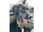 Adopt Rhema a Black - with White Border Collie / Labrador Retriever / Mixed dog