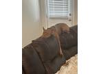 Adopt Nala a Brindle Bull Terrier / German Shorthaired Pointer / Mixed dog in