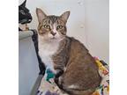 Adopt Kit a Brown Tabby Domestic Shorthair / Mixed (short coat) cat in Bay City