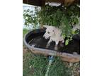 Adopt Bo Peep a White Great Pyrenees / Husky / Mixed dog in Thorndale