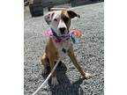 Adopt Sysco a Brown/Chocolate - with White Staffordshire Bull Terrier / Mixed