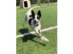 Adopt Ellie a Australian Cattle Dog / Border Collie / Mixed dog in Oakland