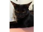 Adopt Shadow a All Black American Shorthair / Mixed (short coat) cat in