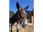 Adopt Norbert a Donkey/Mule/Burro/Hinny / Mixed horse in Uwchlan, PA (41376866)