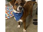 Adopt Rocky a Brindle - with White Mountain Cur / Mixed Breed (Medium) / Mixed