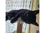 Adopt Aaron a All Black American Shorthair / Mixed (short coat) cat in Auburn