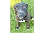 Adopt Mitch a Black American Pit Bull Terrier / Mixed Breed (Medium) / Mixed