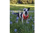 Adopt * Paige - PENDING a Black - with White American Staffordshire Terrier /
