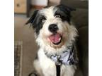 Adopt Ziggy a White - with Black Bearded Collie / Mixed dog in Bothell