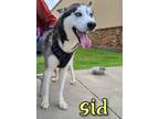 Adopt Sid a Husky / Mixed dog in Maumelle, AR (41166049)