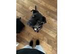 Adopt Maisie a Black Labrador Retriever / Border Collie / Mixed dog in Dana