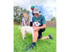 Adopt Petey-the Prince of Toys a White American Staffordshire Terrier dog in