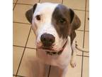 Adopt C.J. (Cornelius Jackson) a Gray/Silver/Salt & Pepper - with White Mutt /