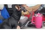 Adopt Loki a Black - with Tan, Yellow or Fawn Chiweenie / Mixed dog in Weir