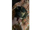 Adopt Toot a Black - with Tan, Yellow or Fawn American Staffordshire Terrier /