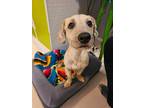 Adopt Capybara a Gray/Silver/Salt & Pepper - with Black Dachshund / Poodle