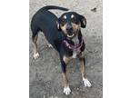 Adopt Suzy a Tricolor (Tan/Brown & Black & White) Beagle / Terrier (Unknown