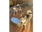 Adopt Athena/Athera a Black - with White Husky / Husky / Mixed dog in