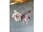 Adopt MONK a Brown/Chocolate - with White German Shorthaired Pointer / Dachshund