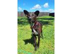 Adopt RED VELVET a Black - with White Whippet / Border Collie / Mixed dog in