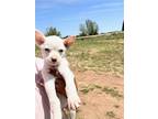 Adopt Lilac a White - with Tan, Yellow or Fawn Boxer / Terrier (Unknown Type